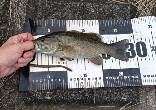 スモールマウスバスの釣果