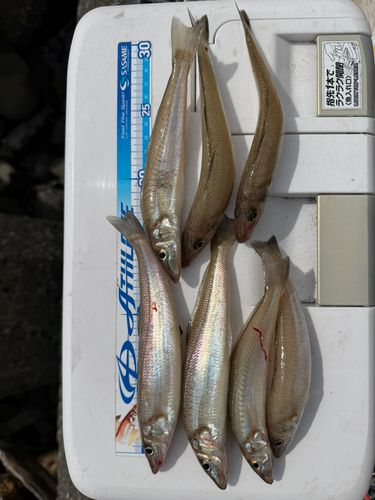 シロギスの釣果