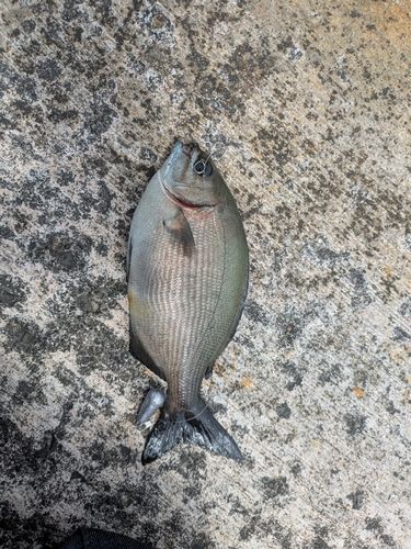イスズミの釣果