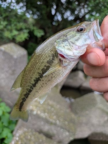 ラージマウスバスの釣果