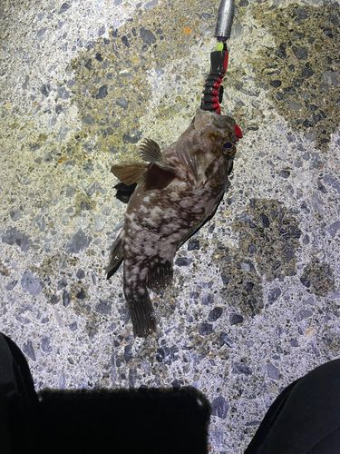ムラソイの釣果