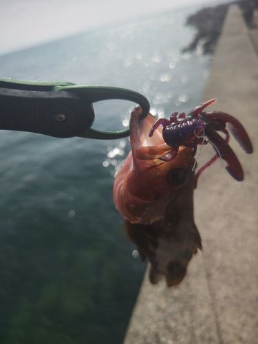 キジハタの釣果