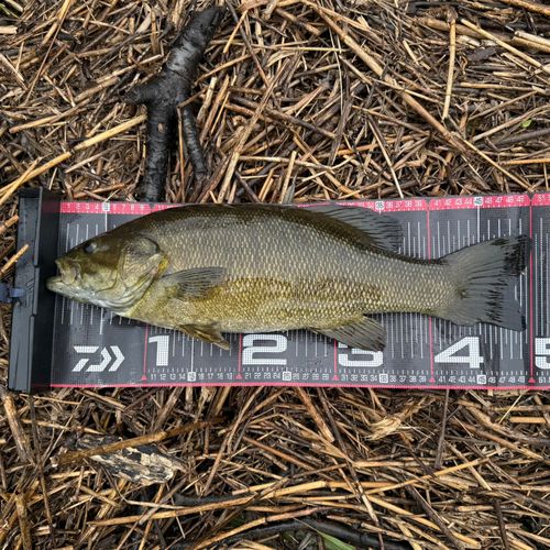 スモールマウスバスの釣果