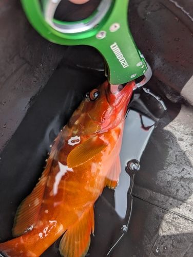 アカハタの釣果