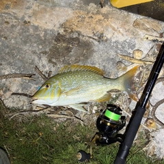 ハマフエフキの釣果