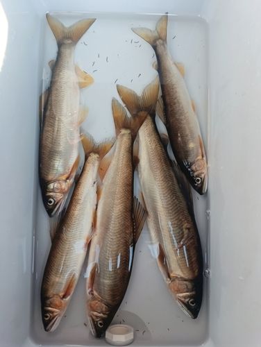 アユの釣果