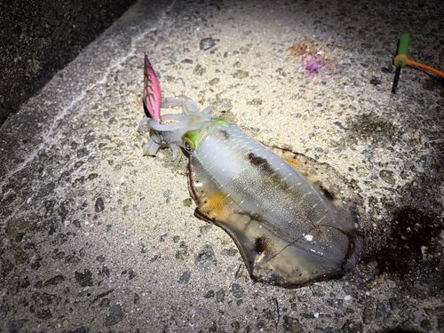 アオリイカの釣果