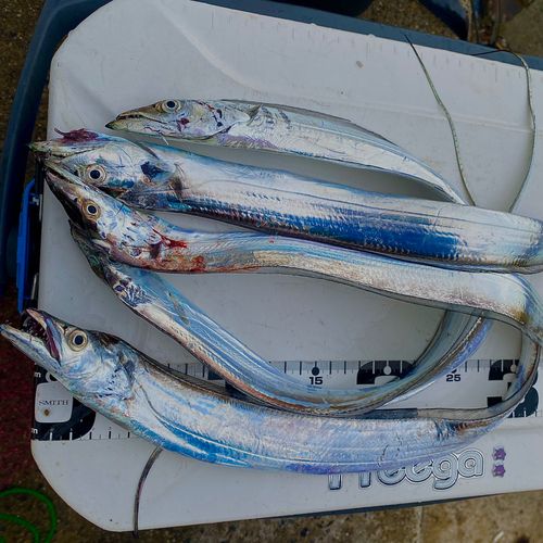 タチウオの釣果