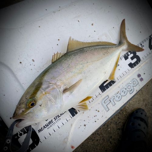ショゴの釣果