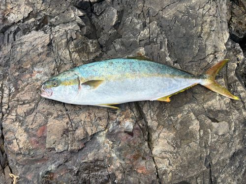 ヒラマサの釣果