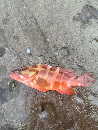 アカハタの釣果