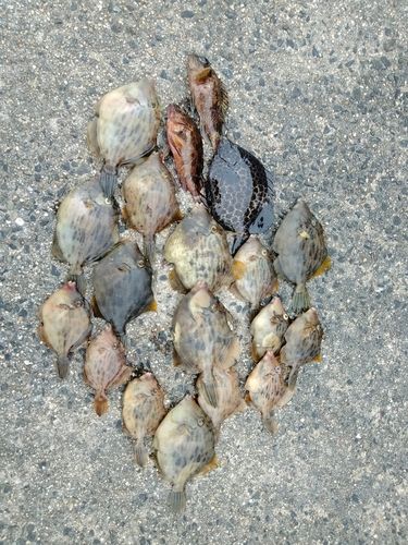 カワハギの釣果