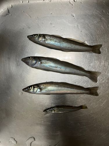 シロギスの釣果