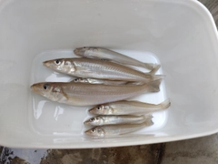 キスの釣果