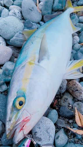 イナダの釣果
