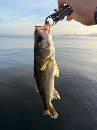 スズキの釣果