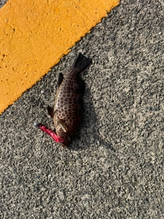 オオモンハタの釣果