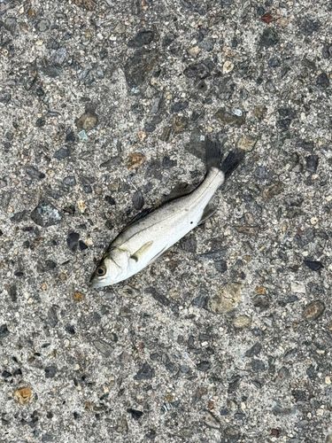 セイゴ（タイリクスズキ）の釣果
