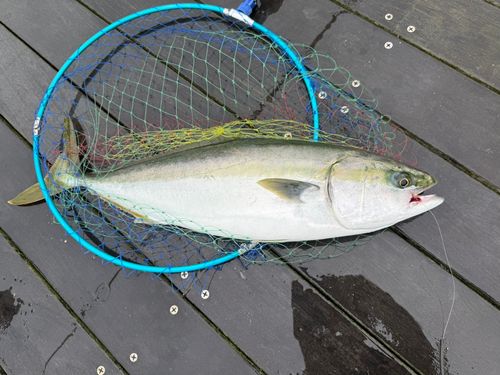 ワラサの釣果
