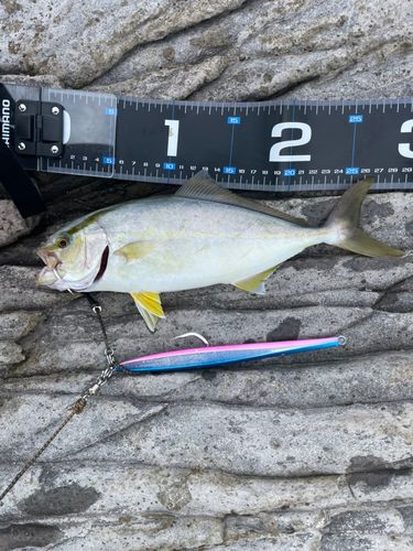 ショゴの釣果