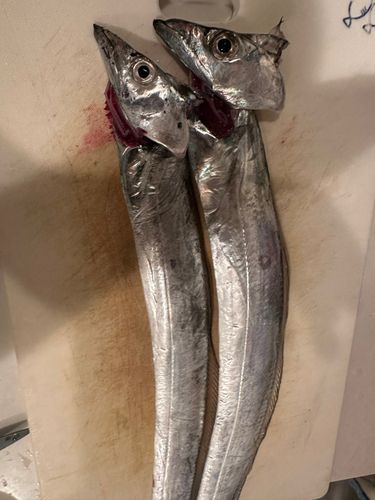 タチウオの釣果