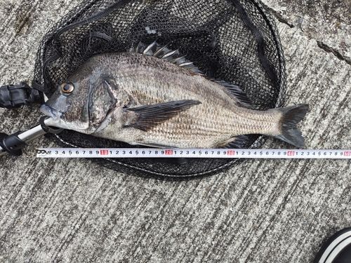 チヌの釣果