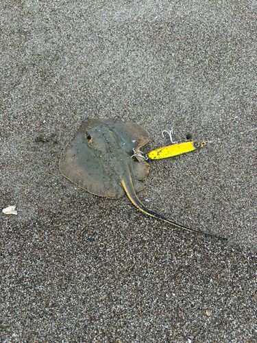 アカエイの釣果