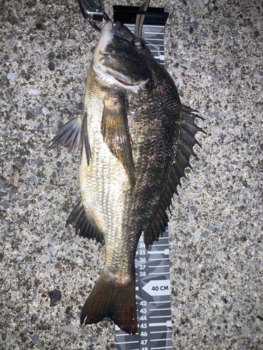 クロダイの釣果