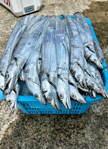 タチウオの釣果