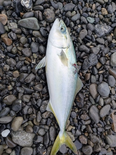 ワカシの釣果