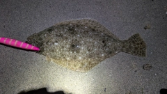 ヒラメの釣果