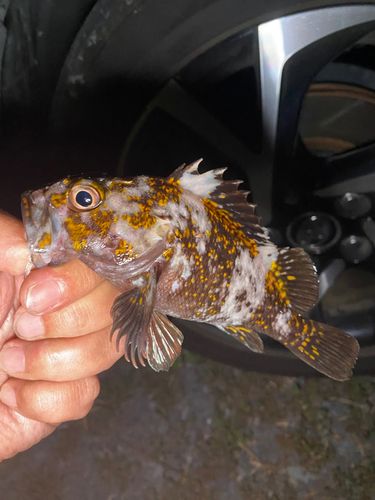 オウゴンムラソイの釣果