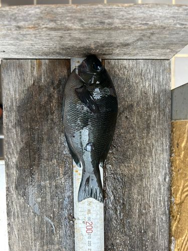 メジナの釣果
