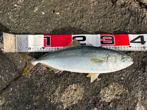 イナダの釣果