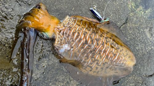 アオリイカの釣果