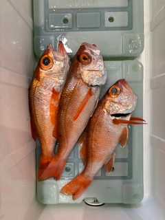 アカムツの釣果