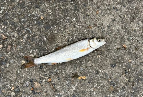 ウグイの釣果