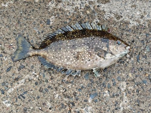 アイゴの釣果