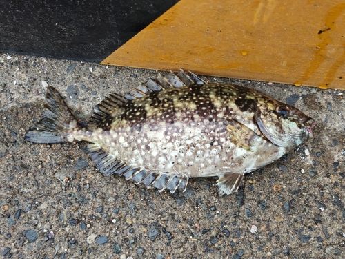 アイゴの釣果