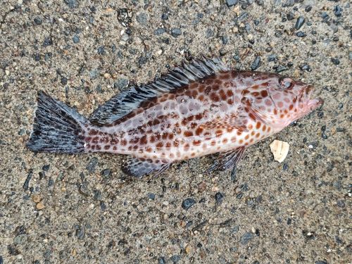 オオモンハタの釣果