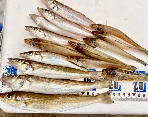 キスの釣果