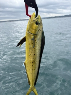 シイラの釣果
