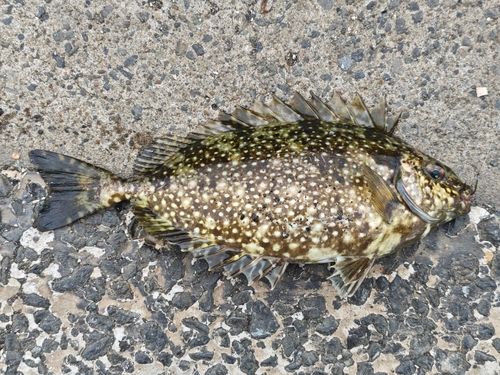 アイゴの釣果