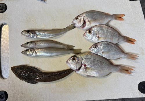 キスの釣果