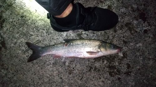 ウグイの釣果