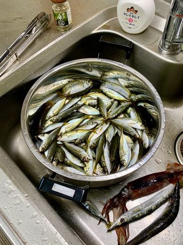 アジの釣果