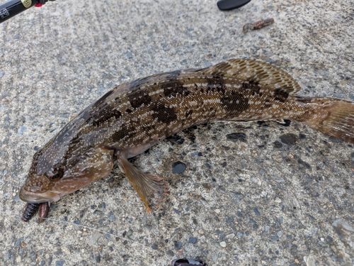 アイナメの釣果