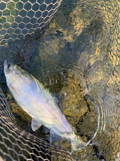 チップの釣果