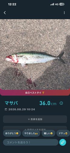 サバの釣果
