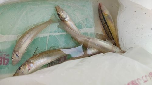 シロギスの釣果